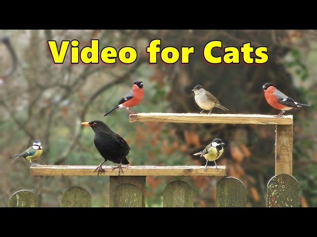 Video for Cats to Watch ~ Garden Birds in The Rain
