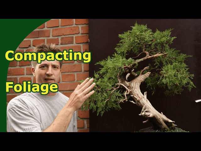 Creating compact Juniper Bonsai Foliage | Techniques for Garden Junipers