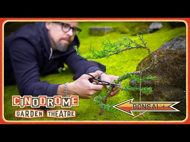 Meditate on This!  Bonsai and Moss Sweep in the Garden Theatre