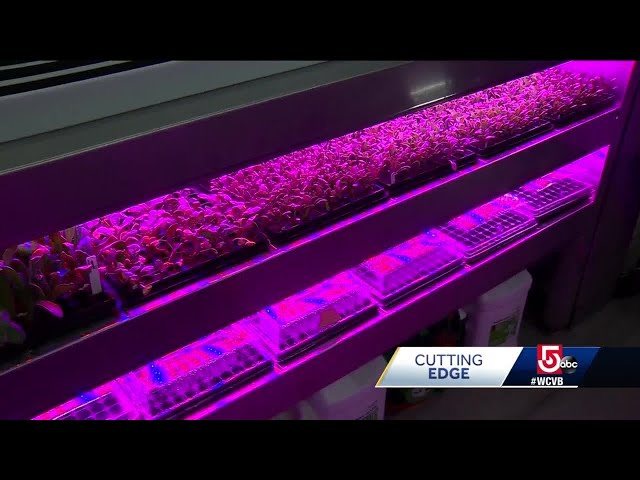 Cutting Edge: Farm fresh vegetables in the middle of winter