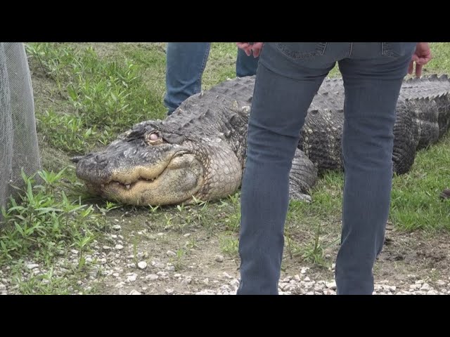 Court order sends alligator on 1,500-mile road trip from Hamburg to new home at Gator Country in B