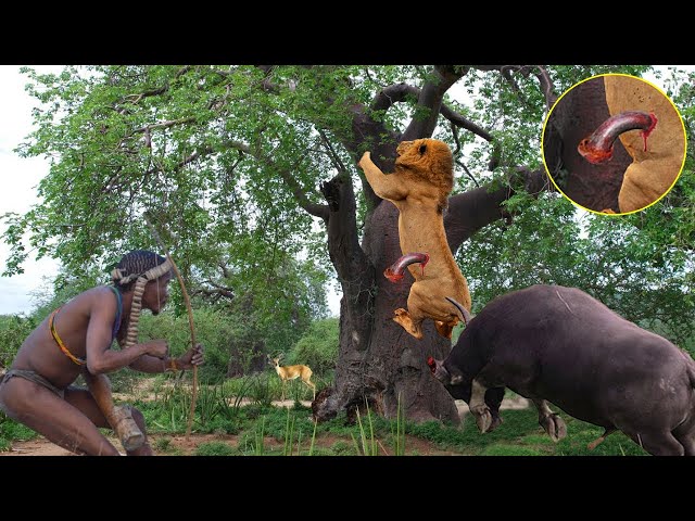 How Strong Is The Maasai Tribe Warrior Against The Lion King In The Wild ?