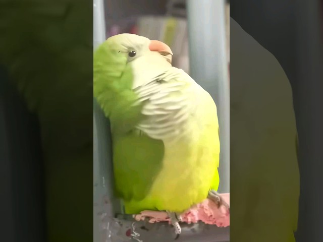 The happiest parrot 😝