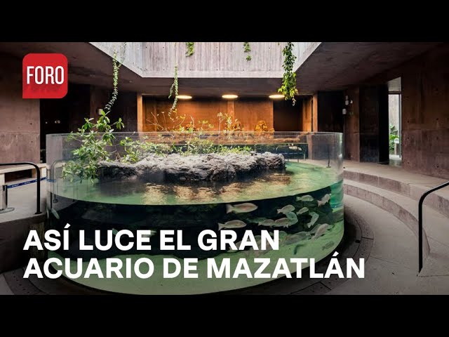 El gran acuario de Mazatlán: conservación, variedad de especies y actividades - Expreso de la Mañana