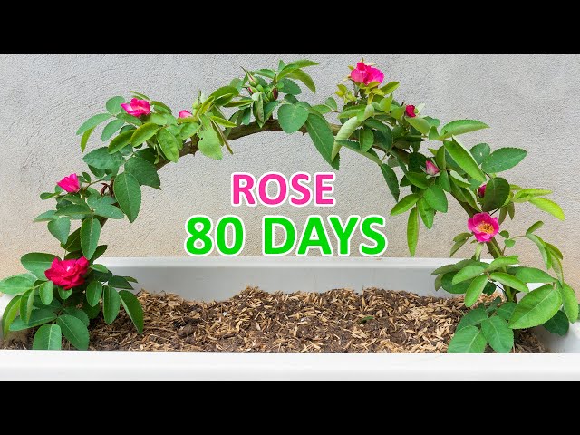 The secret to propagating roses from branches at home - Easy - Cheap