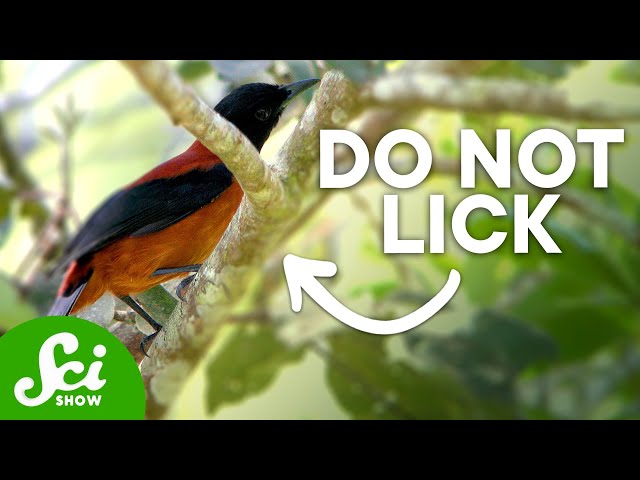 7 Scientific Discoveries Made by... Licking Stuff?