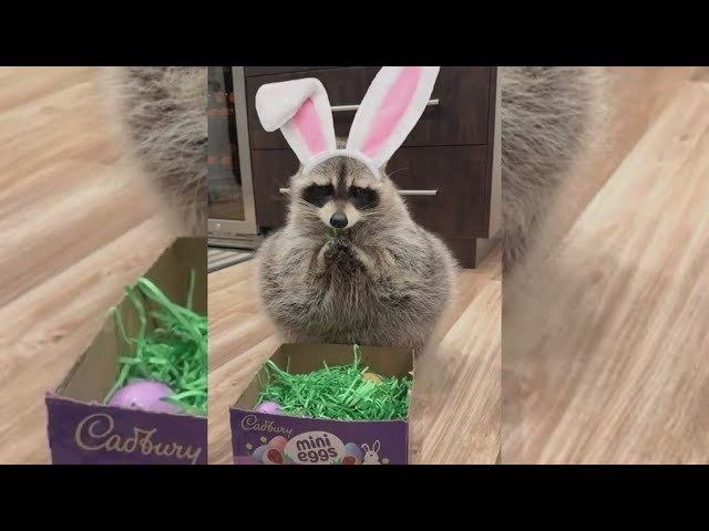 Louie the raccoon wins Cadbury bunny contest