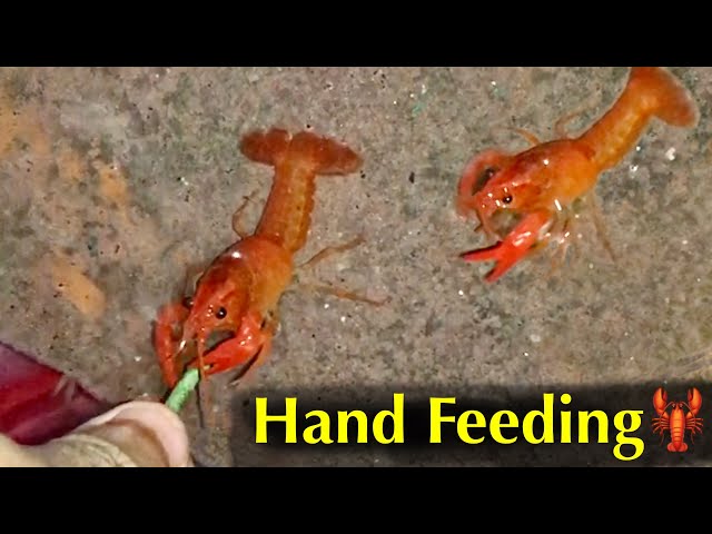 Hand feeding Red crayfish