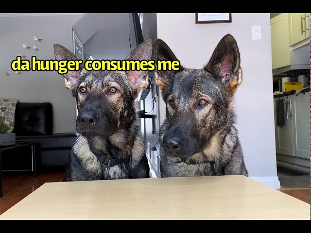 Dogs Review Food | ASMR [part 10]