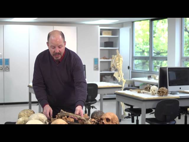 Laboratory session with Neandertals