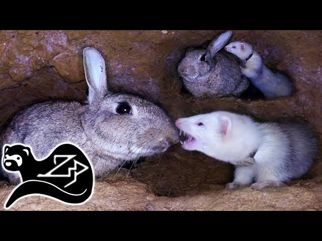 Young Ferret Gains Her Confidence - Going After Rabbits Solo - Sunrise Ferreting 21