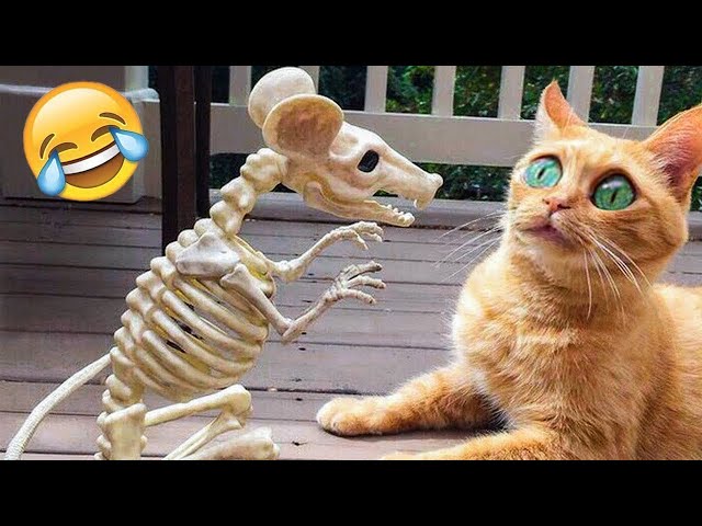 Try Not To Laugh 😂 Funniest Cats and Dogs 2024 😹🐶 Part 26