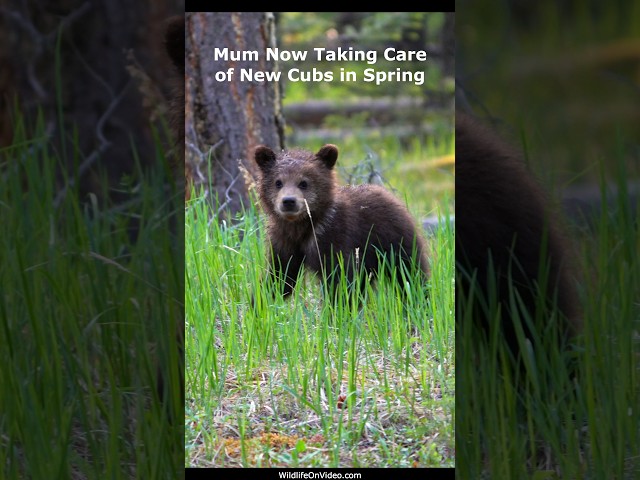 Grizzly Mum with Spring Cubs to a Tricky Hibernation