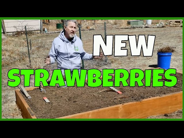 Strawberry Planting 101 (How to Plant Bare Root Plants)