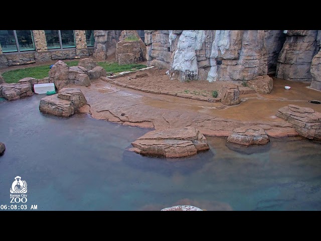 KC Zoo Polar Bear Cam