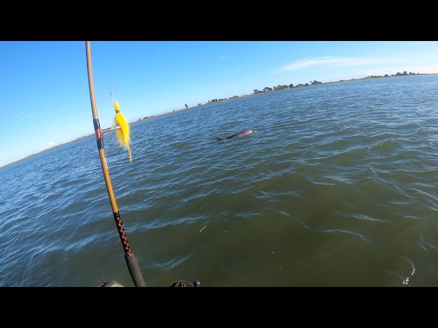 Ran into a pod of Dolphins while Kayak Fishing | South Carolina