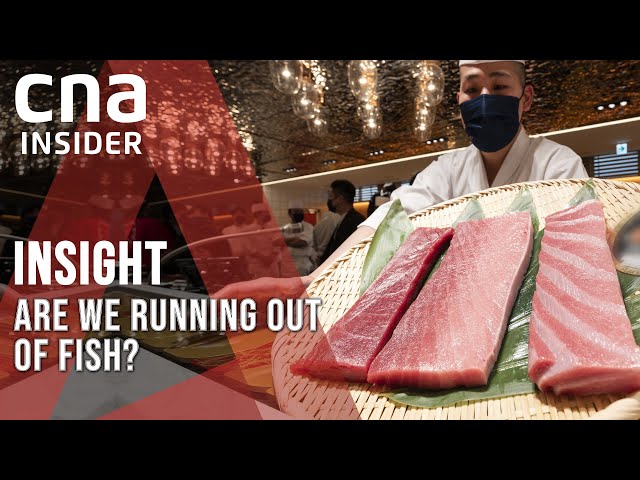 Asia's Shrinking Fish Stocks: What Happens When We Run Out Of Fish? | Insight | Full Episode