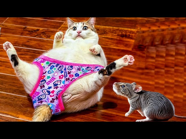 New Funny Animals 😻🐶 Best Funny Dogs and Cats Videos Of The Week😍