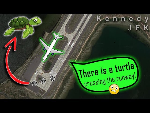 [REAL ATC] Unauthorized TURTLE WANDERING AT JFK | Vehicle will scoop it up!