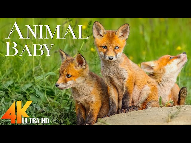 Baby Animals 4K - Funny Wild Cute Animals With Relaxing Music - Video 4K Ultra HD