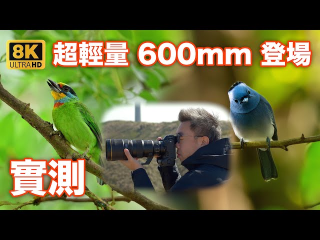 Ultra-lightweight telephoto lens NIKKOR Z 600mm f/6.3 VR S review | Z9 4.1 | bird photography