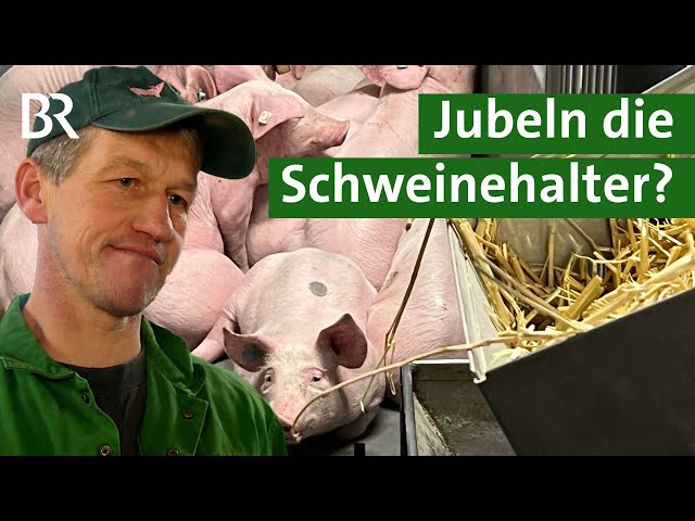 Rekordpreise im Schweinestall: Wird Schweinefleisch teurer? | Schweinemast | Unser Land | BR