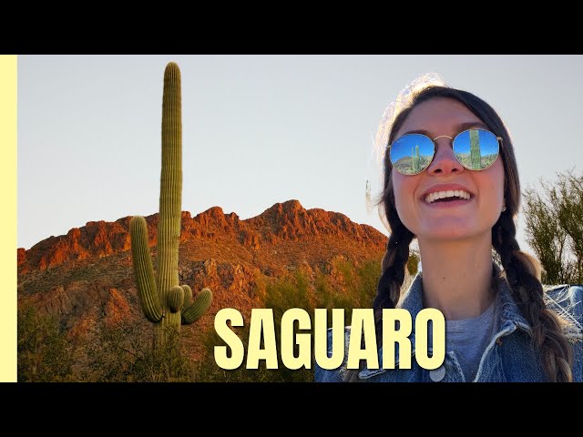 We found the tallest Cactus in Saguaro National Park, Arizona (50+ feet!)