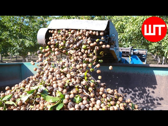 Cultivation And Processing of Walnuts | Millions of Tons Walnut Processing Factory | Food Factory