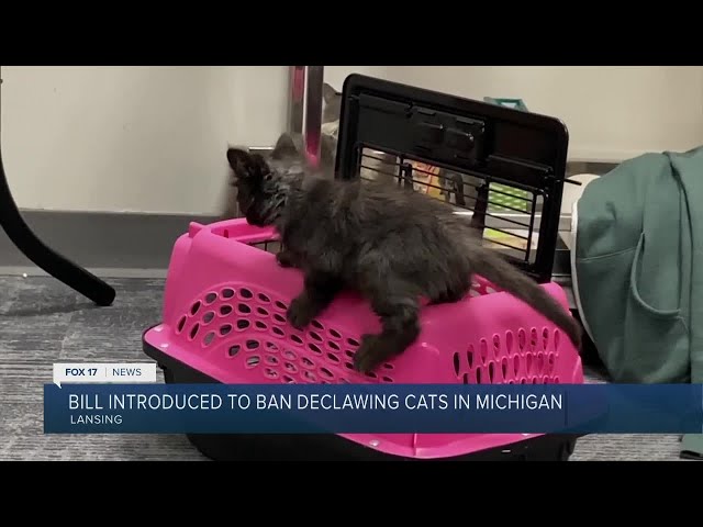 Proposed bill would ban cat declawing in Michigan