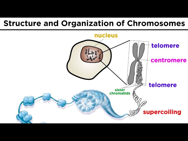 Chromosome Structure and Organization
