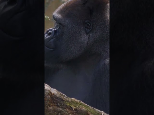 The Silverback Gorilla 🦍