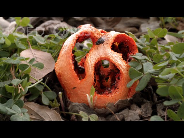 This Mushroom Fakes Its Own Death To Trick Flies | Deep Look