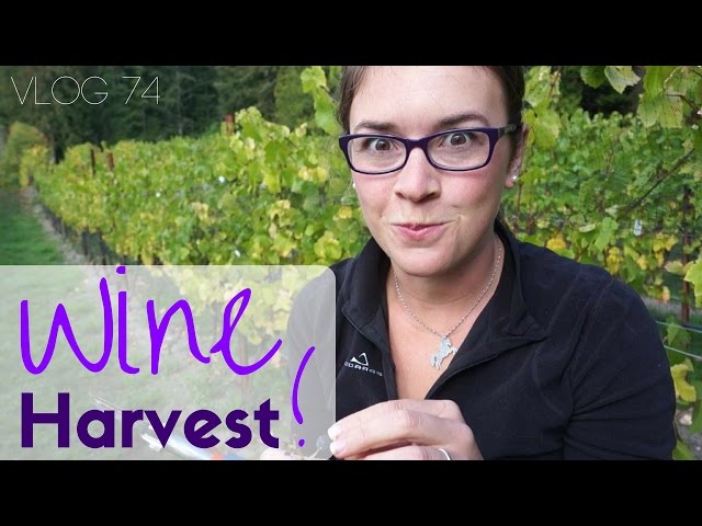 Harvesting Wine Grapes on Whidbey Island | Travel Vlog #74