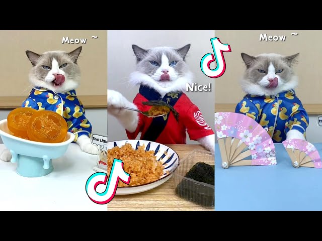 That Little Puff | Cats Make Food 😻 | Kitty God & Others | TikTok 2024 #84