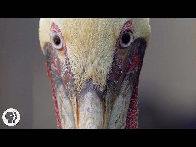 How Do Pelicans Survive Their Death-Defying Dives? | Deep Look