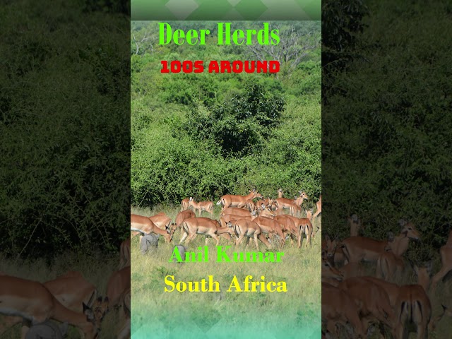 Large Deer Herd South Africa