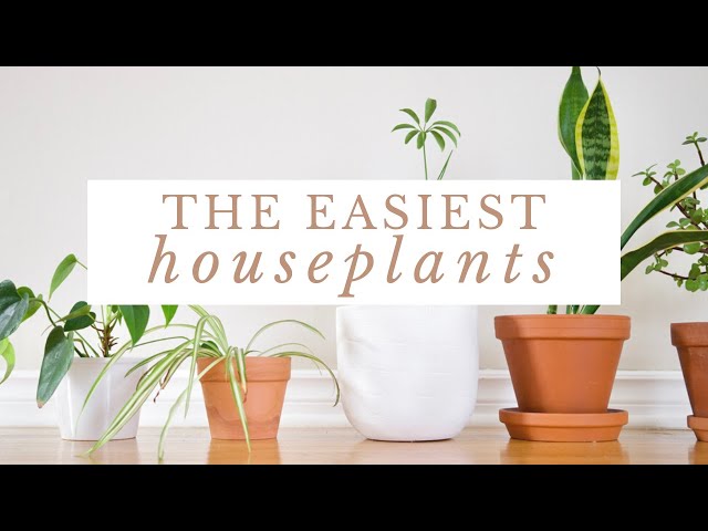The EASIEST Houseplants For Beginners | Low Maintenance Plants