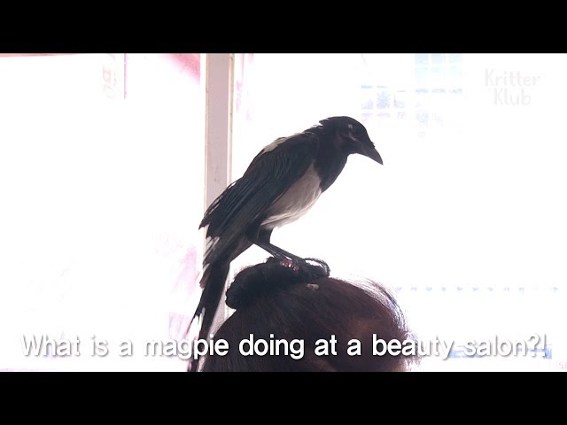 Rescued Magpie Loves Living At A Beauty Salon | Kritter Klub