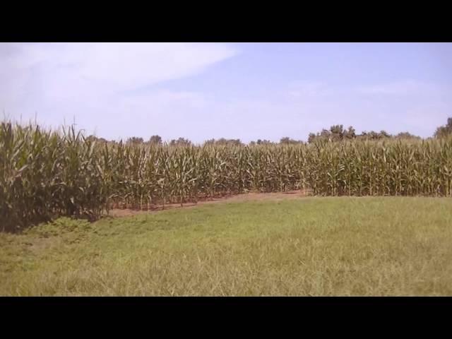 Aliens stealing corn