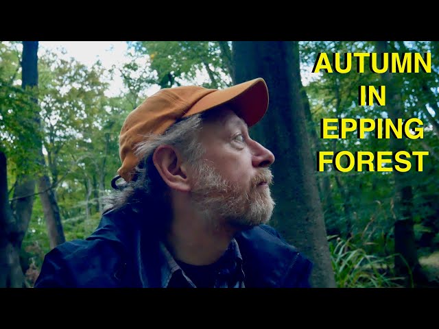 The Lost Pond | Autumn Walk in Epping Forest (4K)