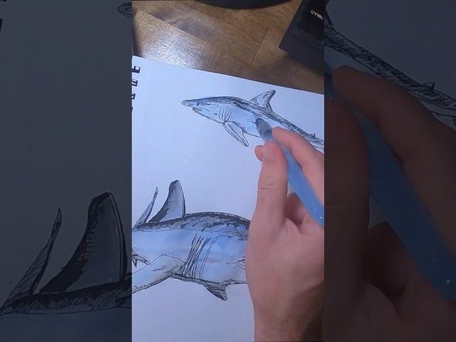 The Greatest Mako Shark Drawing Timelapse East Of The Mississippi