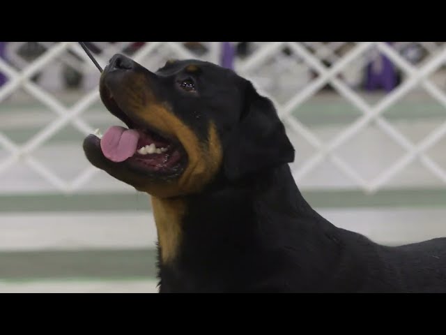 Best of Breed Minute: Rottweiler