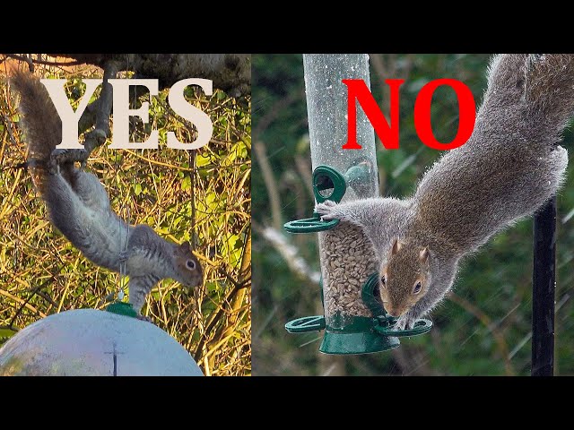 How to stop squirrels eating the bird food