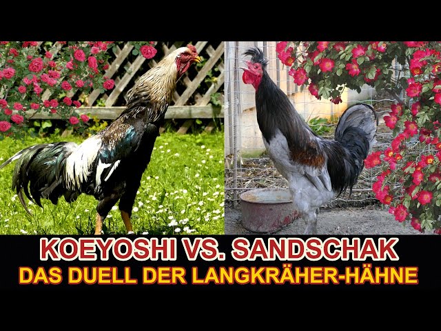 The eerily beautiful competition of the longcrower roosters - KOEYOSHI vs. SANJAK LONGCROWER chicken