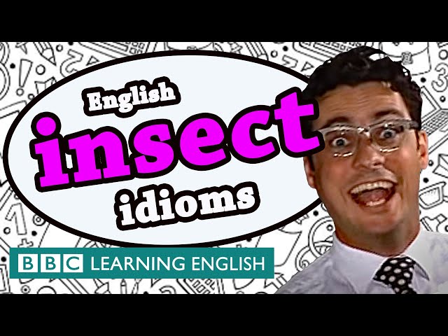 Insect Idioms - Learn English idioms with The Teacher