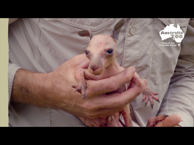 A snake and a joey saved! | Wildlife Warriors Missions