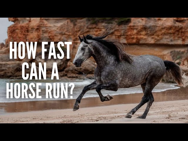 How Fast can a Horse Run?