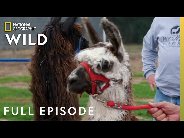 Whole Llama Love (Full Episode) | Heartland Docs, DVM