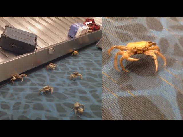 Crabs Take Over Airport