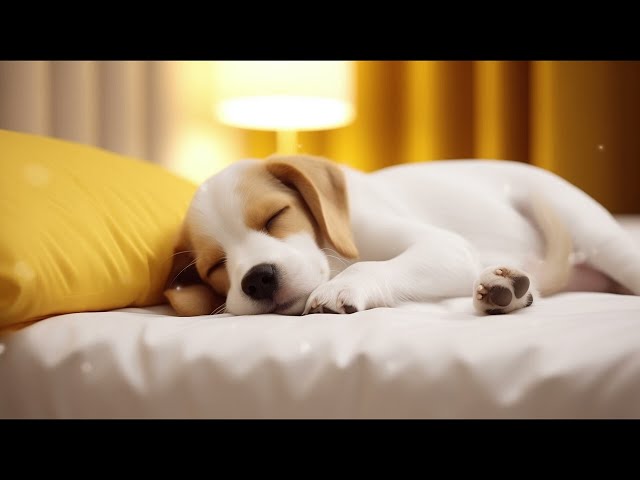 10 HOURS of Dog Calming Music For Dogs🐶Separation Anxiety Relief Music💖dog relaxation🎵 Healing Music